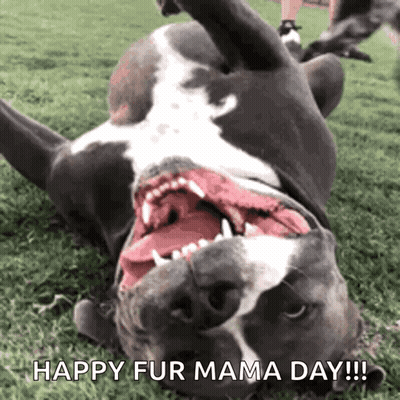 Happy Fur Mama Day Dog Lying On Back GIF