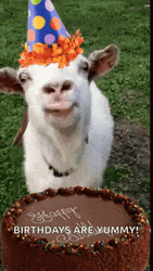 Happy Goat Birthday Party  GIF