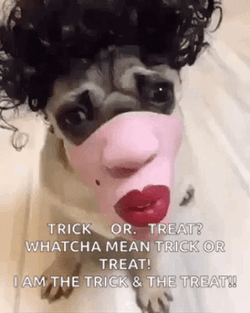 Happy Halloween Funny Dog Wearing Wig Half Mask GIF