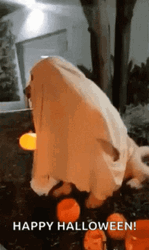 Happy Halloween Ghost Dog Costume GIF