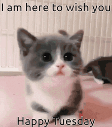 Happy Happy Happy Little Cute Cat GIF