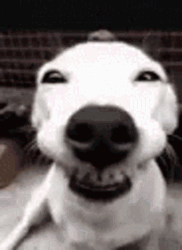 Happy Happy Joy Joy Dog Smiling GIF