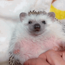 Happy Hedgehog Belly Rub  GIF