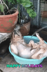 Happy Holidays Dog Bath GIF