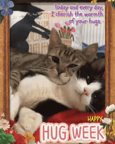 Happy Hug Week Two Cats On Bed GIF
