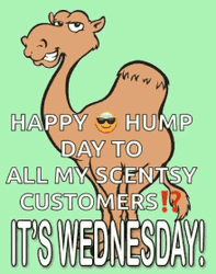 Happy Hump Day Camel It's Wednesday GIF