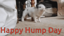 Happy Hump Day Dancing Cute Pig