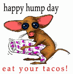 Happy Hump Day Eat Your Tacos Dog Animation GIF