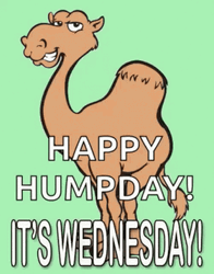 Happy Hump Day It's Wednesday Mad Camel Animation