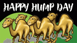 Happy Hump Day Walking Camels Animation