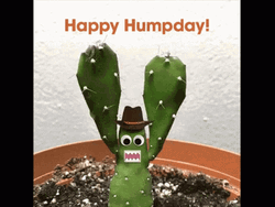 Happy Hump Day Waving Cactus Animation