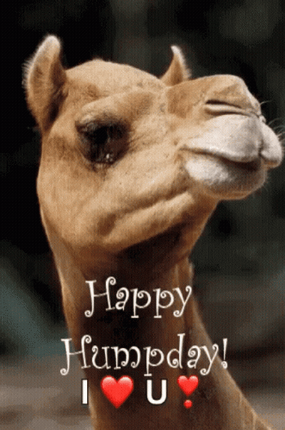 Happy Humpday Camel I Love U GIF