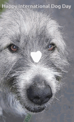 Happy International Dog Day Doggies GIF