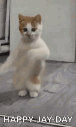 Happy Jay Cat Day Meme GIF