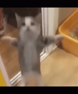Happy Jolly Jumping Cat Meme GIF
