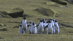 Happy Jumping Penguins