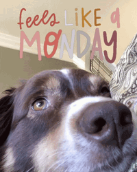 Happy Monday Cute Dog