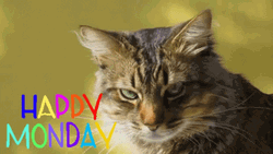 Happy Monday Serious Cat
