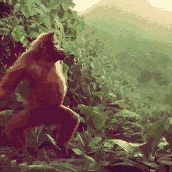 Happy Monkey Dancing Swaying Arms Tummy Out GIF