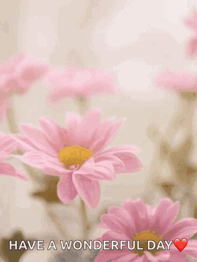 Happy Mothers Day Card With Pink Daisies GIF