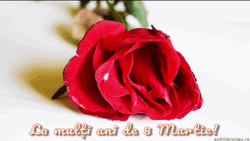 Happy Mothers Day Daughter Red Rose Tribute GIF