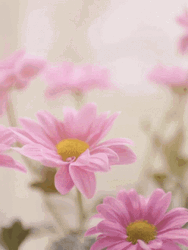 Happy Mothers Day Quotes Falling Petals GIF