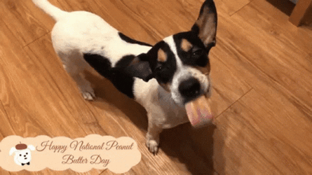 Happy National Butter Dog Day GIF