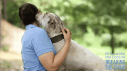 Happy National Dog Day Breaking The Chain GIF