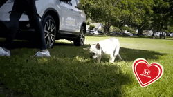 Happy National Dog Day From Honda GIF