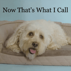 Happy National Dog Day Good Boy GIF