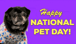 Happy National Dog Day It's Pet Day GIF