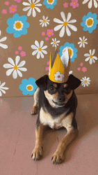 Happy National Dog Day Pitbull GIF