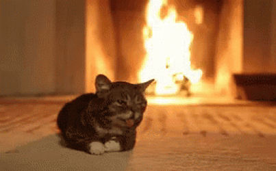 Happy November 1St Cat By Fireplace GIF