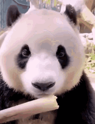 Happy Panda Eating Bamboo