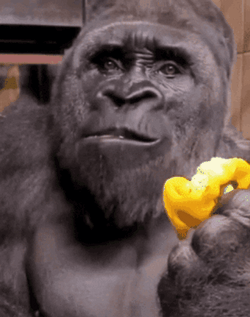 Happy Pepper Eating Gorilla Dancing GIF