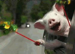 Happy Pig Car Ride