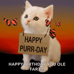 Happy Purr Day Cute Kitten GIF