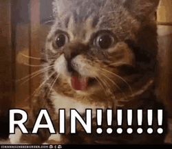 Happy Rainy Rain Monday GIF