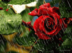 Happy Rainy Sunday Red Rose GIF