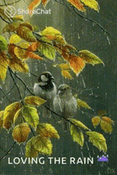 Happy Rainy Wednesday Birds On The Tree GIF