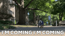 Happy Running Dog Costume GIF