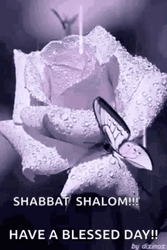 Happy Sabbath Butterfly On Rose GIF