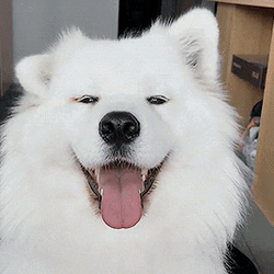 Happy Samoyed Ears Dance GIF