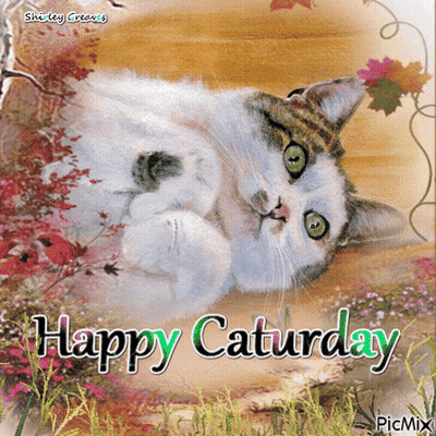 Happy Saturday Cat GIF