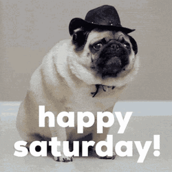 Happy Saturday Greeting Cute Pug Dog