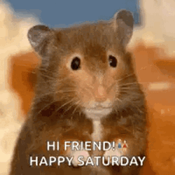 Happy Saturday Hamster Hi
