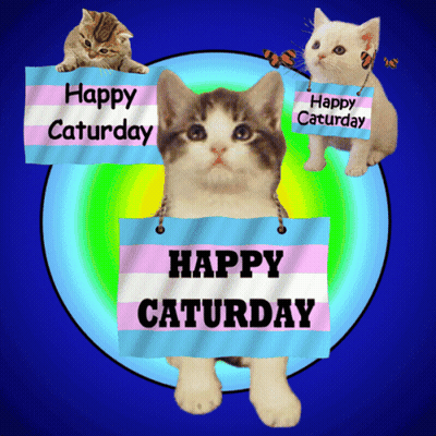 Happy Saturday Sign With Cats And Toilets GIF