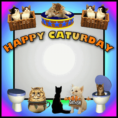 Happy Saturday Sign With Cats And Toilets GIF