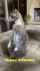 Happy Saturday Standing Cat GIF