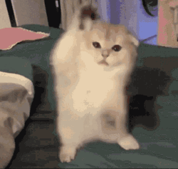 Happy Scottish Fold Cat Meme GIF